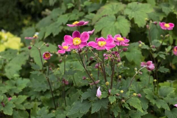 Anemone 'Pretty Lady Diana', Herbst-Anemone