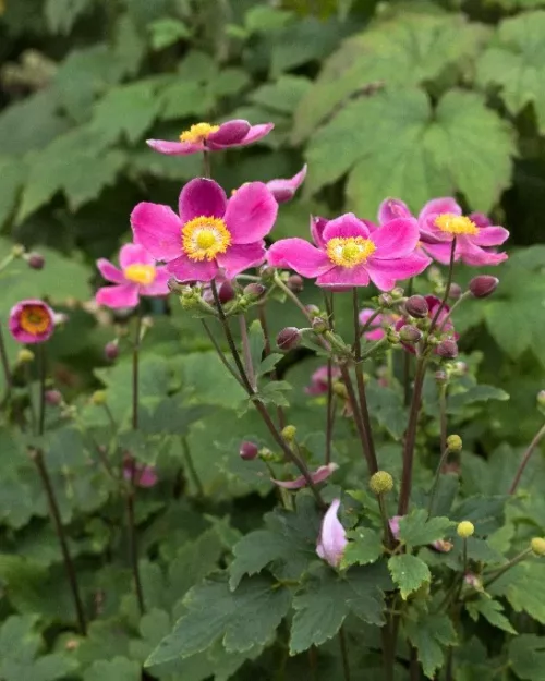 Anemone 'Pretty Lady Diana', Herbst-Anemone