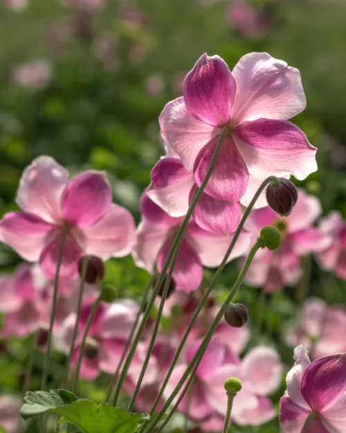 Herbst-Anemone 'September Charm'