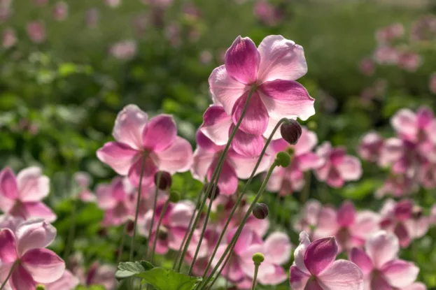 Herbst-Anemone 'September Charm'