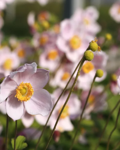 Herbst-Anemone 'September Charm'