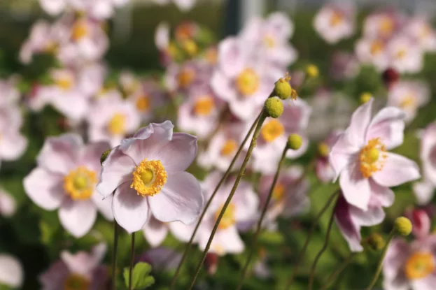 Herbst-Anemone 'September Charm'