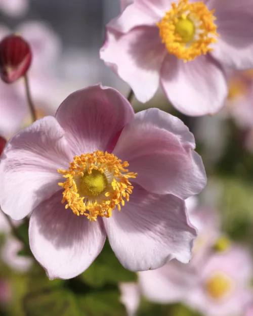 Herbst-Anemone 'September Charm'