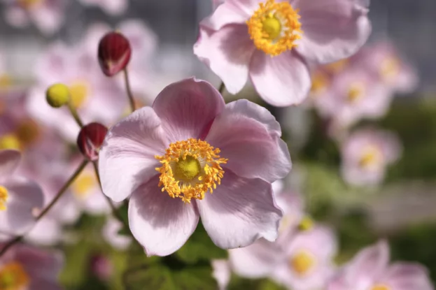 Herbst-Anemone 'September Charm'