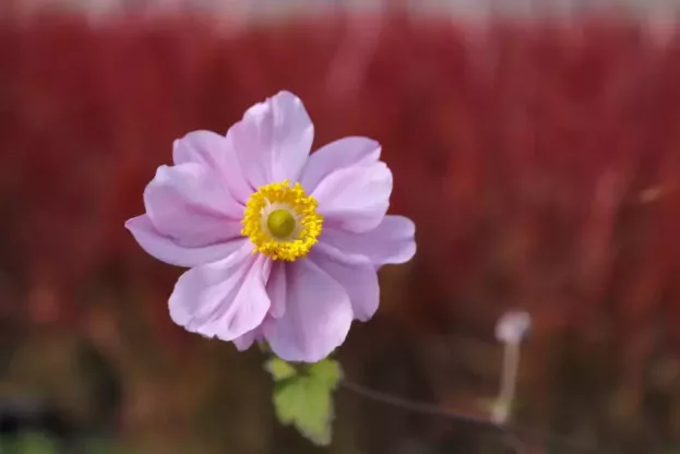 Herbst-Anemone 'Serenade'