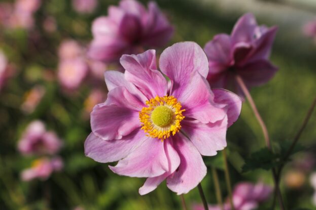 Anemone 'Serenade', Herbstanemone