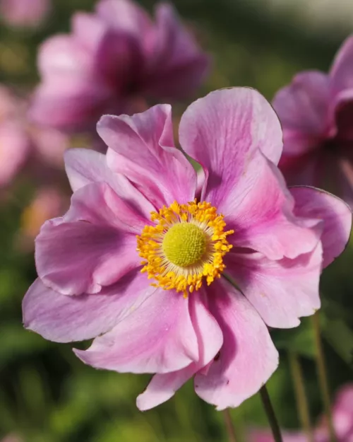 Anemone 'Serenade', Herbstanemone