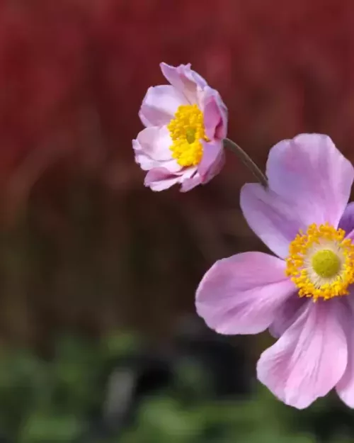 Herbst-Anemone 'Serenade'