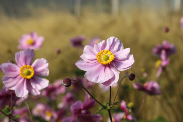 Anemone 'Serenade', Herbstanemone