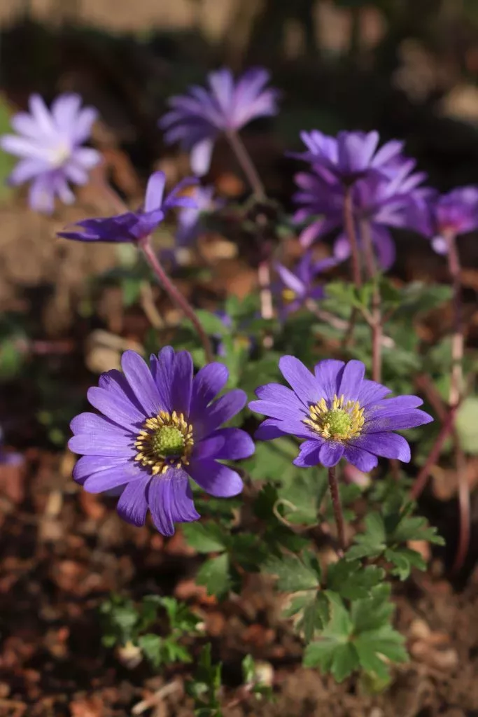 Anemone blanda jpg Anemone blanda, Balkan-Windröschen