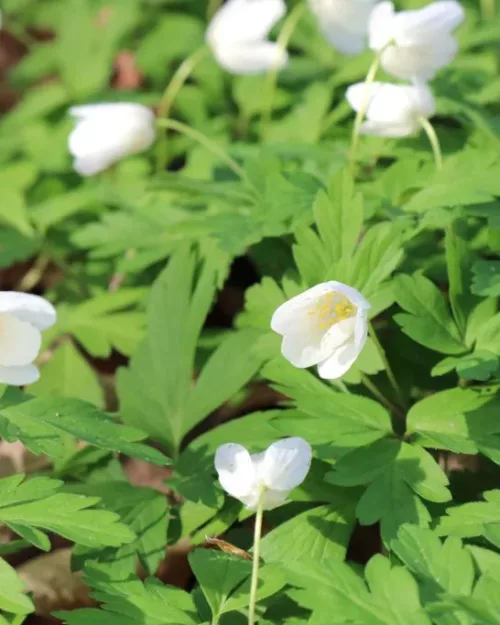 Anemone nemorosa, Buschwindröschen