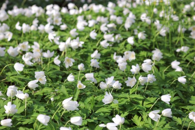 Anemone nemorosa, Buschwindröschen