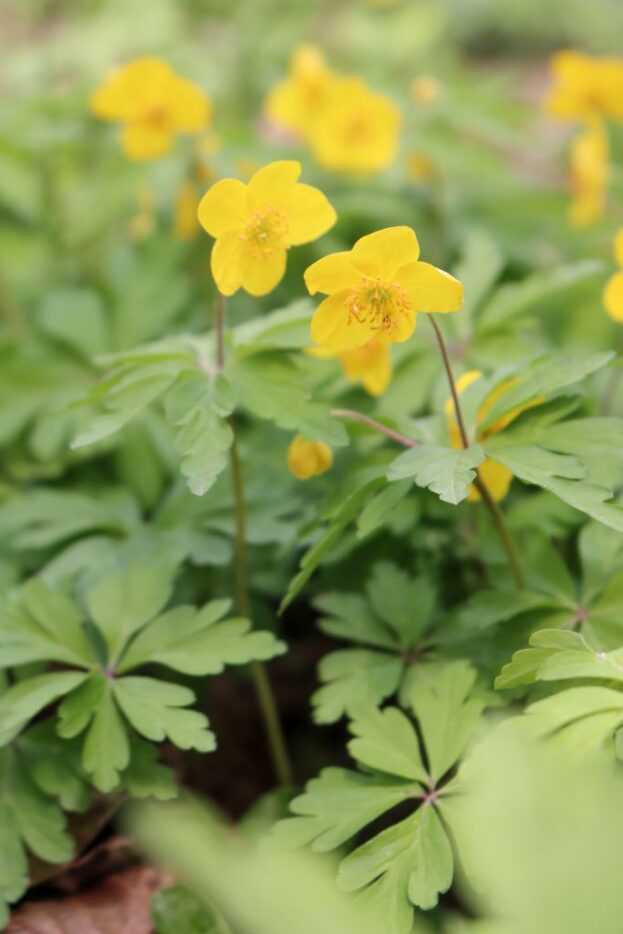 Anemone ranunculoides, Gelbes Windröschen