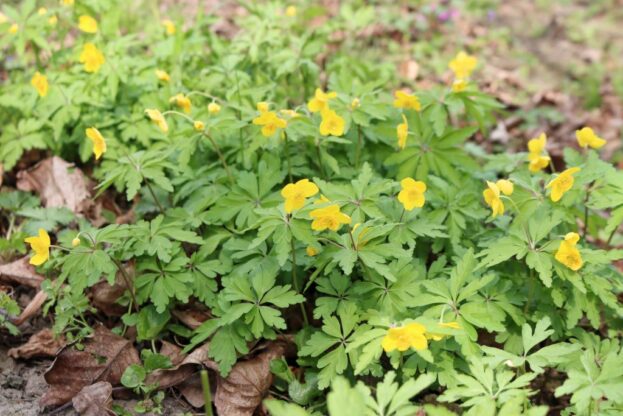 Anemone ranunculoides, Gelbes Windröschen