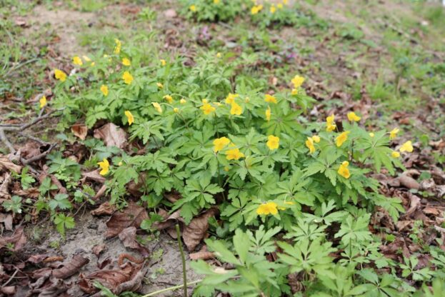 Anemone ranunculoides, Gelbes Windröschen
