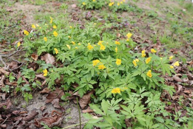 Anemone ranunculoides, Gelbes Windröschen