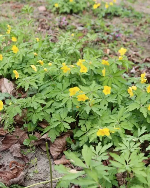 Anemone ranunculoides, Gelbes Windröschen
