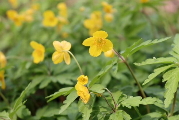 Anemone ranunculoides, Gelbes Windröschen