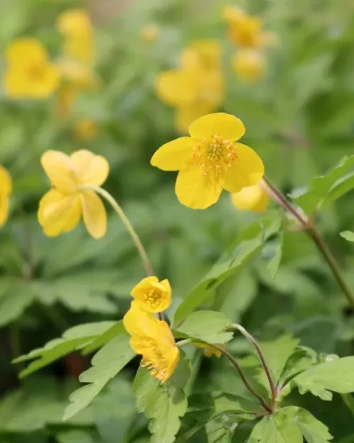 Anemone ranunculoides, Gelbes Windröschen