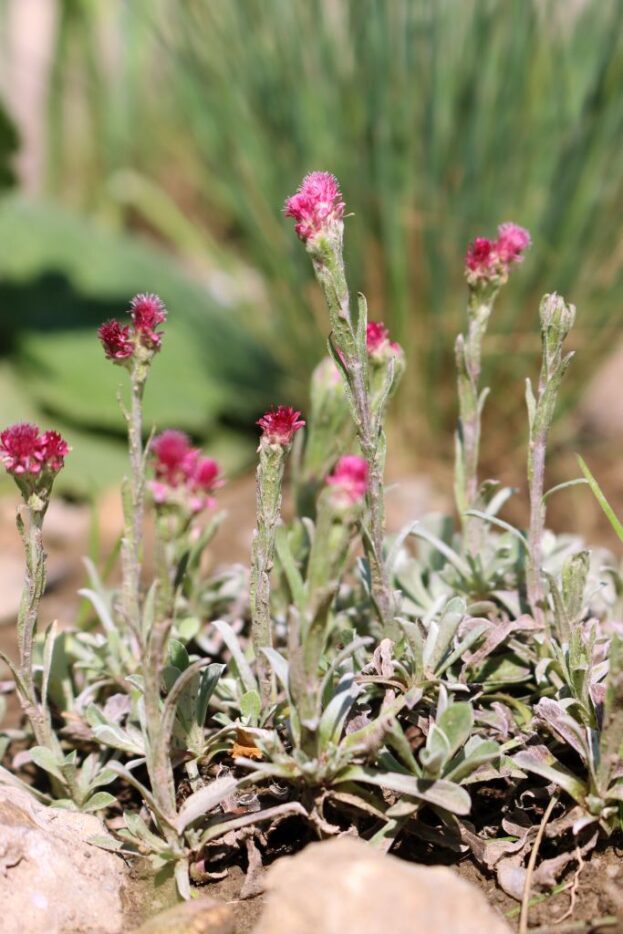 Antennaria dioica 'Rubra' - Rotes Katzenpfötchen