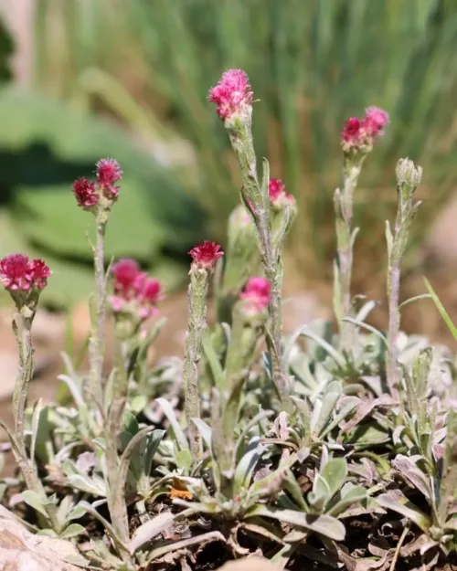 Antennaria dioica 'Rubra' - Rotes Katzenpfötchen