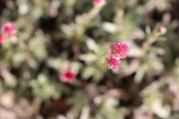 Antennaria dioica 'Rubra' - Rotes Katzenpfötchen