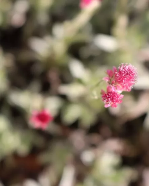 Antennaria dioica 'Rubra' - Rotes Katzenpfötchen