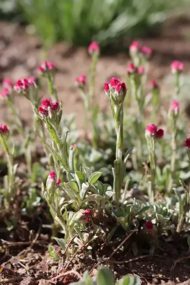 Antennaria dioica 'Rubra' - Rotes Katzenpfötchen