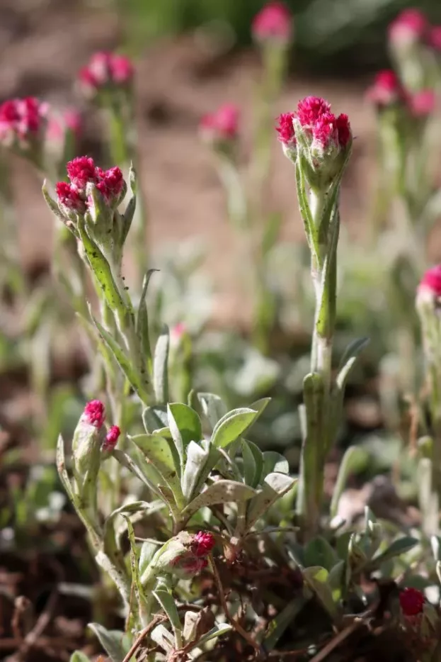 Antennaria dioica 'Rubra' - Rotes Katzenpfötchen