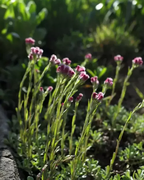 Antennaria dioica 'Rubra', Katzenpfötchen