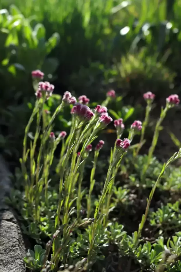 Antennaria dioica 'Rubra', Katzenpfötchen