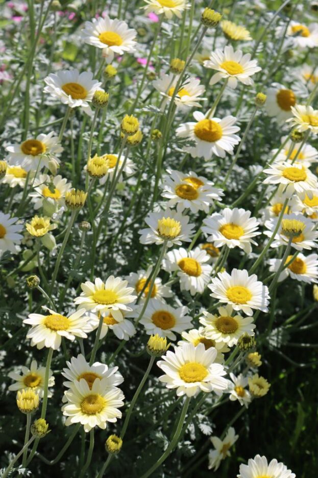Anthemis tinctoria 'Susanna Mitchell', Färber-Kamille