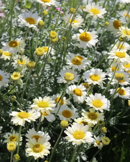 Anthemis tinctoria 'Susanna Mitchell', Färber-Kamille