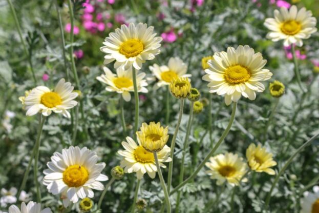 Anthemis tinctoria 'Susanna Mitchell', Färber-Kamille