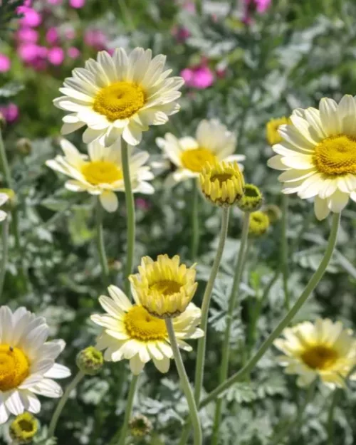 Anthemis tinctoria 'Susanna Mitchell', Färber-Kamille