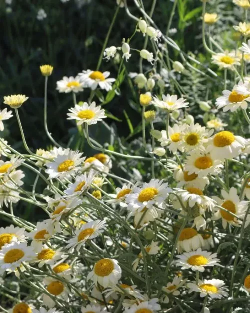 Anthemis tinctoria 'Susanna Mitchell', Färber-Kamille