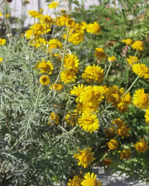 Anthemis tinctoria, Färber-Kamille