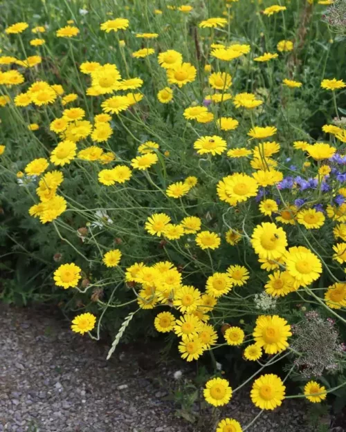 Anthemis tinctoria, Färber-Kamille