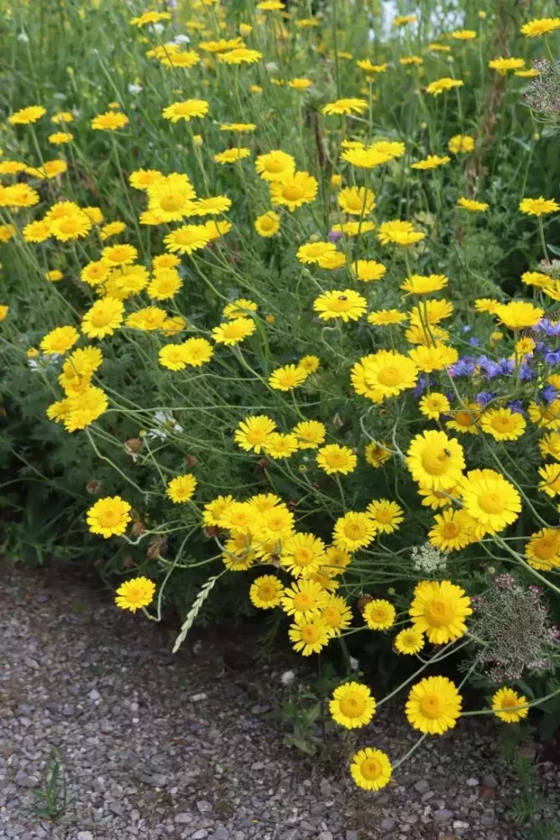 Anthemis tinctoria, Färber-Kamille