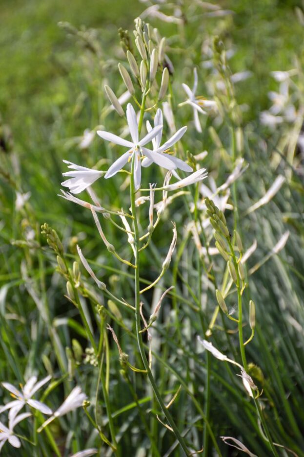 Anthericum liliago - Traubige Graslilie