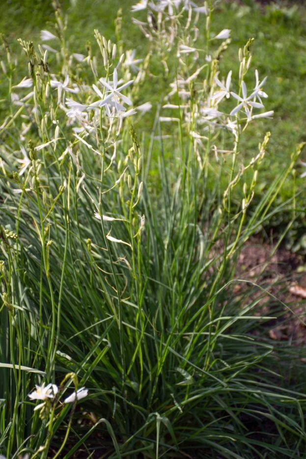 Anthericum liliago - Traubige Graslilie