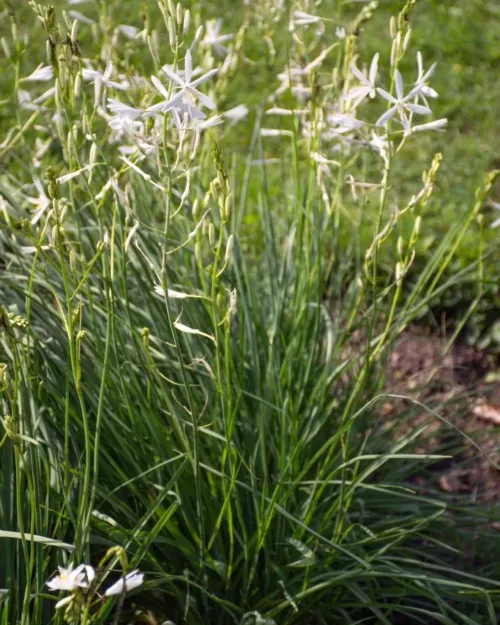 Anthericum liliago - Traubige Graslilie