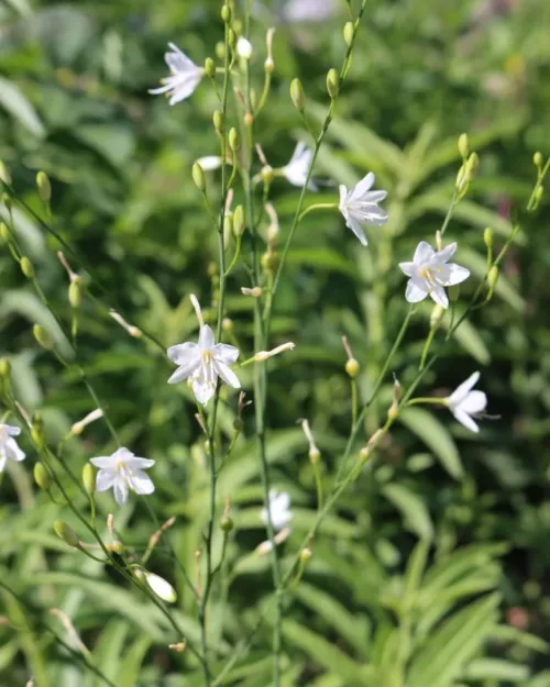 Anthericum ramosum - Ästige Graslilie