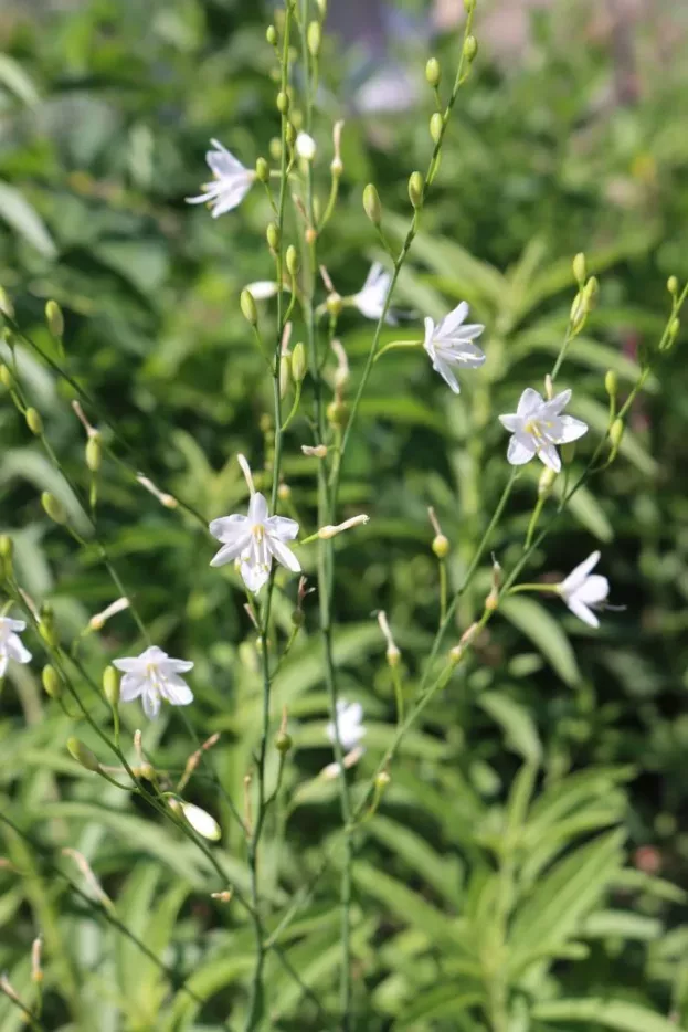 Anthericum ramosum - Ästige Graslilie