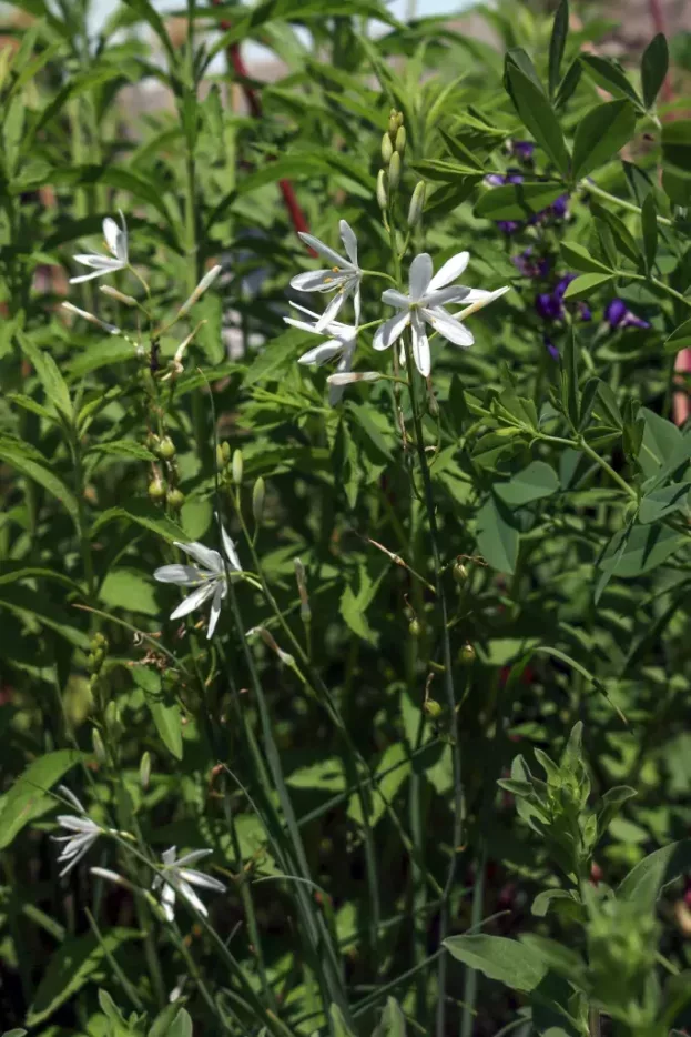 Anthericum ramosum - Ästige Graslilie