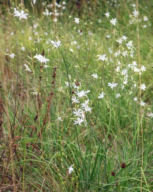 Anthericum ramosum