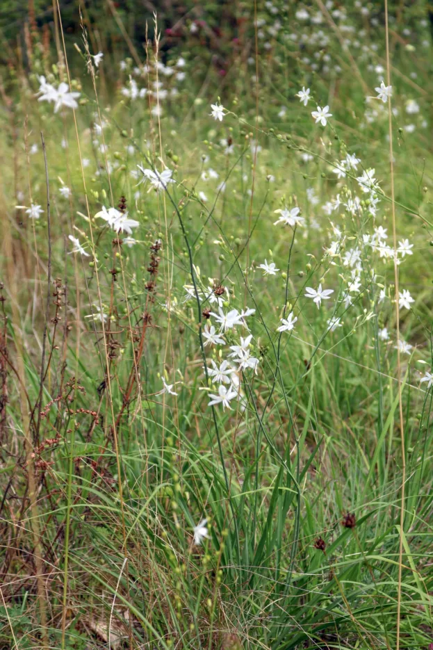 Anthericum ramosum