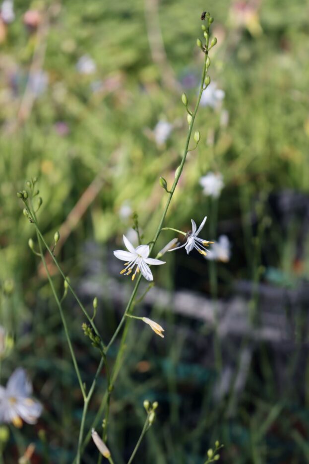 Anthericum ramosum - Ästige Graslilie