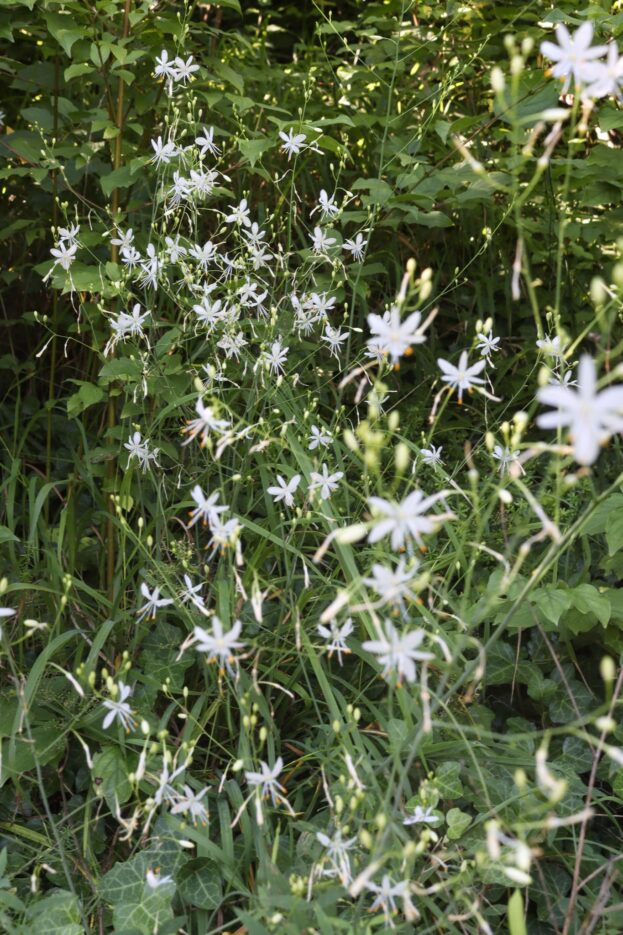 Anthericum ramosum - Ästige Graslilie