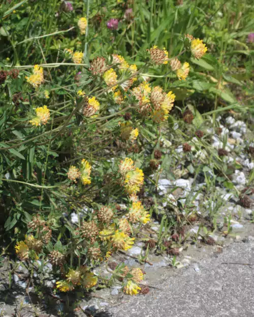 Anthyllis vulneraria - Wundklee